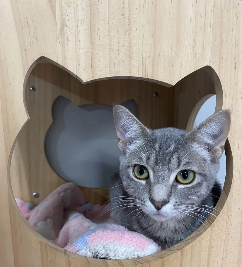 Tigerbell thumbnail 2