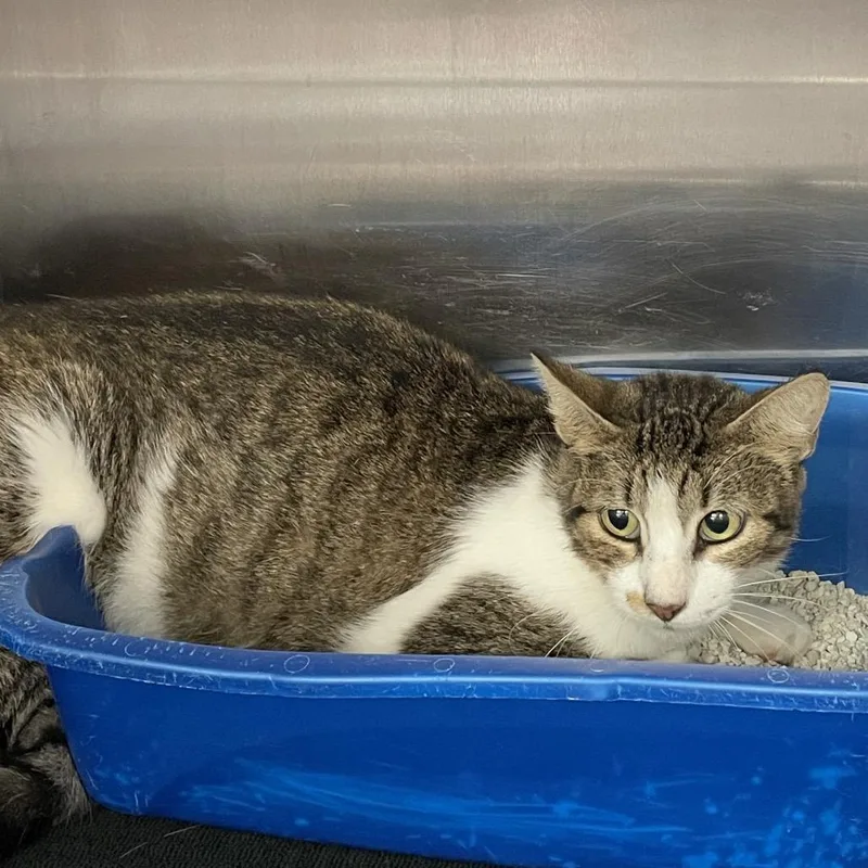 An adult medium-sized female Brown / Chocolate Domestic Short Hair cat named Nora for adoption in Port Charlotte, FL