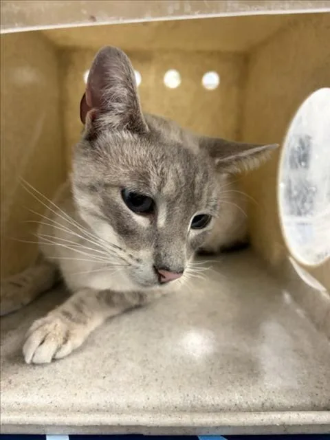 An adult medium-sized male Domestic Short Hair cat named A for adoption in Woodland, CA