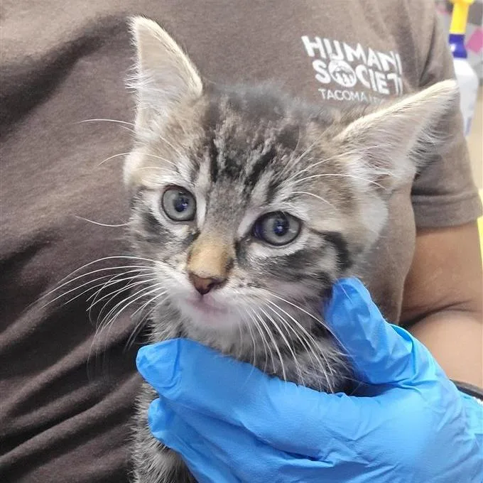 A baby small-sized male Black Domestic Short Hair cat named Prince for adoption in Tacoma, WA