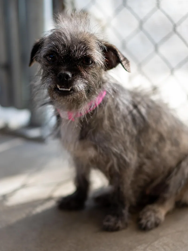 A young small-sized female Terrier dog named Nina for adoption in Fresno, CA