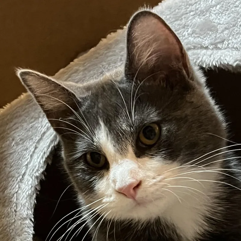 A baby small-sized female Gray / Blue / Silver Domestic Short Hair cat named Churro for adoption in Grand Rapids, MN