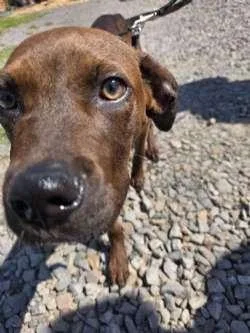 A baby medium-sized male Brown / Chocolate Boxer dog named Travis for adoption in Sudbury, MA