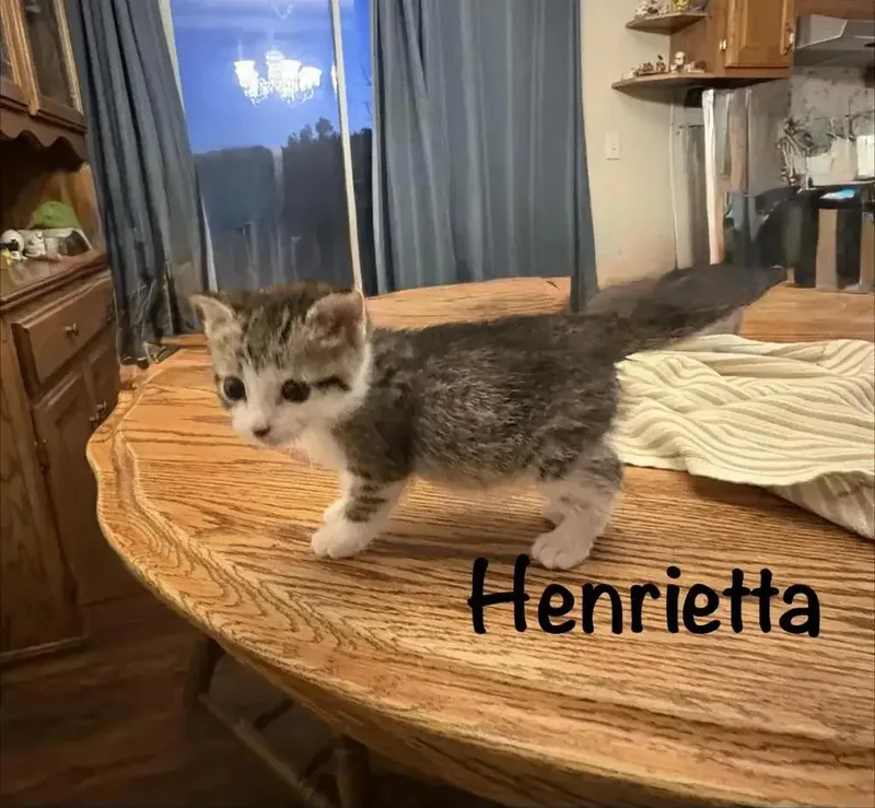 A baby small-sized female Domestic Short Hair cat named Henrietta for adoption in Grand Rapids, MI