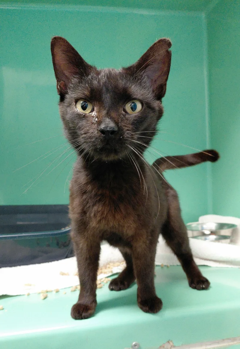 An adult small-sized female Black Domestic Short Hair cat named Venus for adoption in Stanley, VA