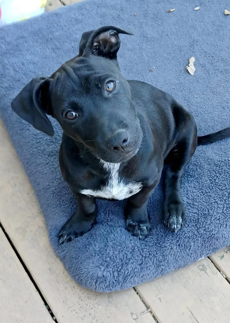 A baby medium-sized male Black Mixed Breed dog named Alody for adoption in Ronkonkoma, NY