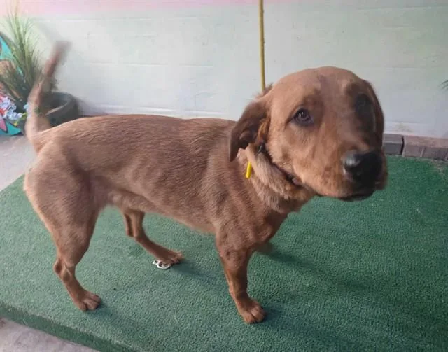 A young medium-sized female Labrador Retriever dog named Ivory for adoption in Baldwin Park, CA