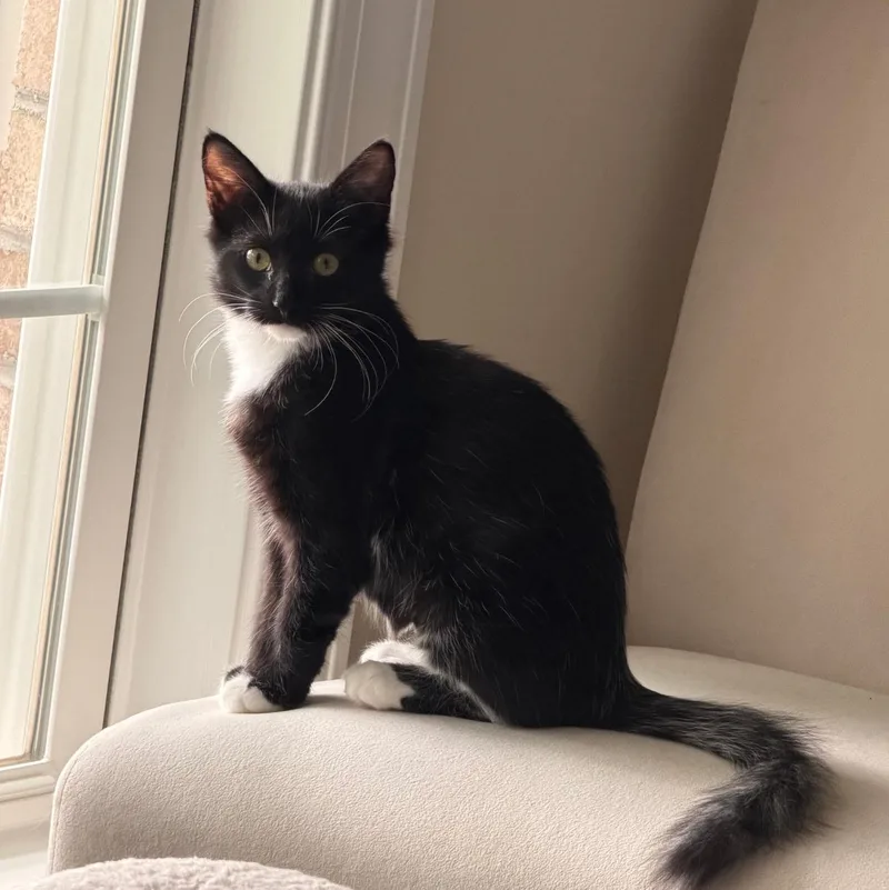 A baby medium-sized female Domestic Long Hair cat named Ebony with the Gorgeous for adoption in Wilmington, NC