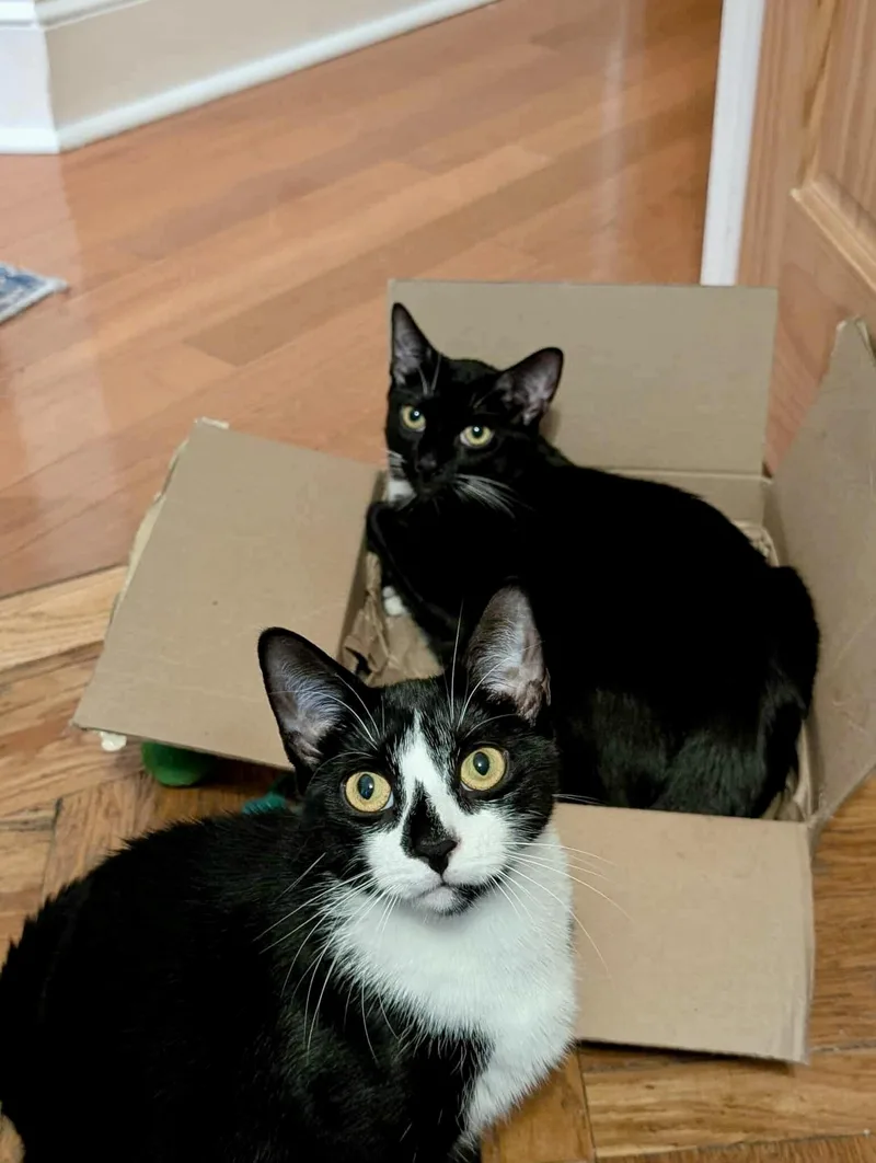 Wyle  Affectionate Water thumbnail 4