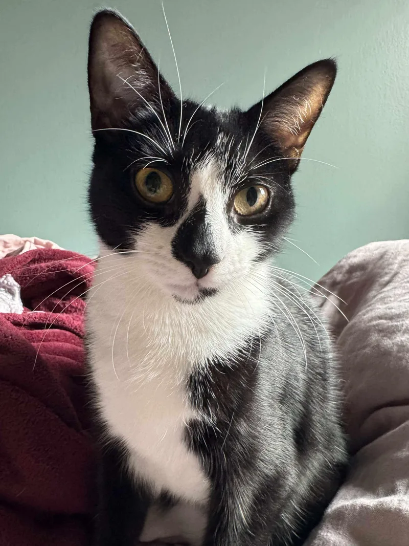 Wyle Affectionate Water