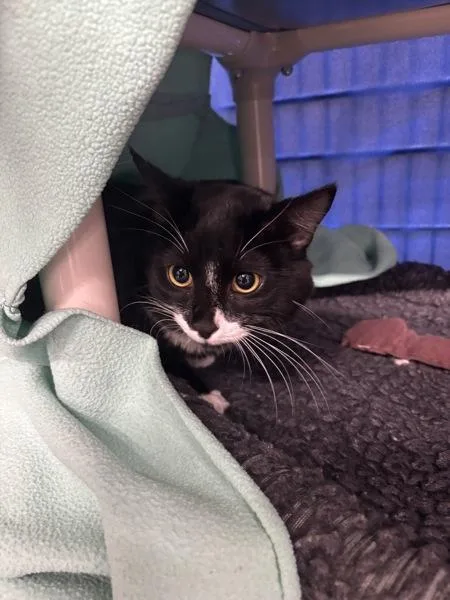 An adult small-sized male Domestic Medium Hair cat named Bass for adoption in Sherwood, OR