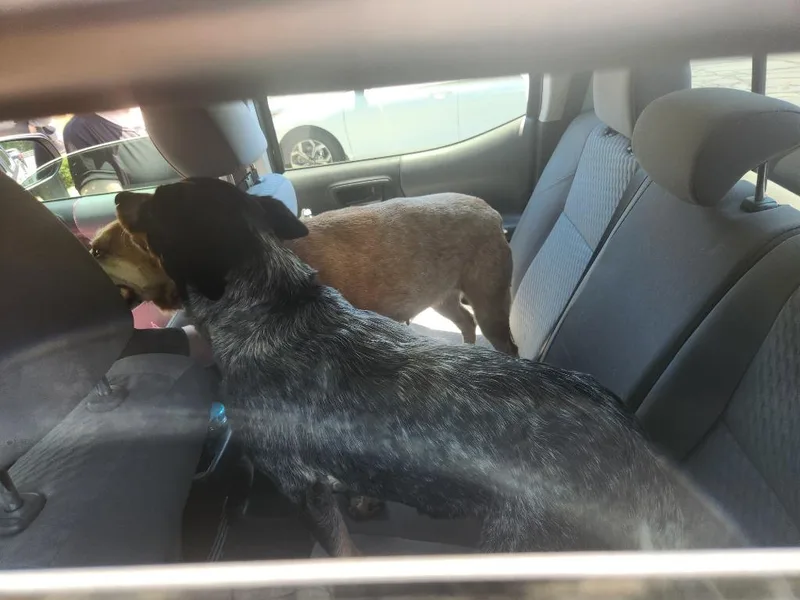 An adult medium-sized female Australian Cattle Dog / Blue Heeler dog named Lady Bird for adoption in Mocksville, NC