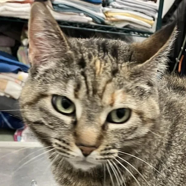 An adult large-sized female Torbie Domestic Short Hair cat named Ria for adoption in Las Cruces, NM