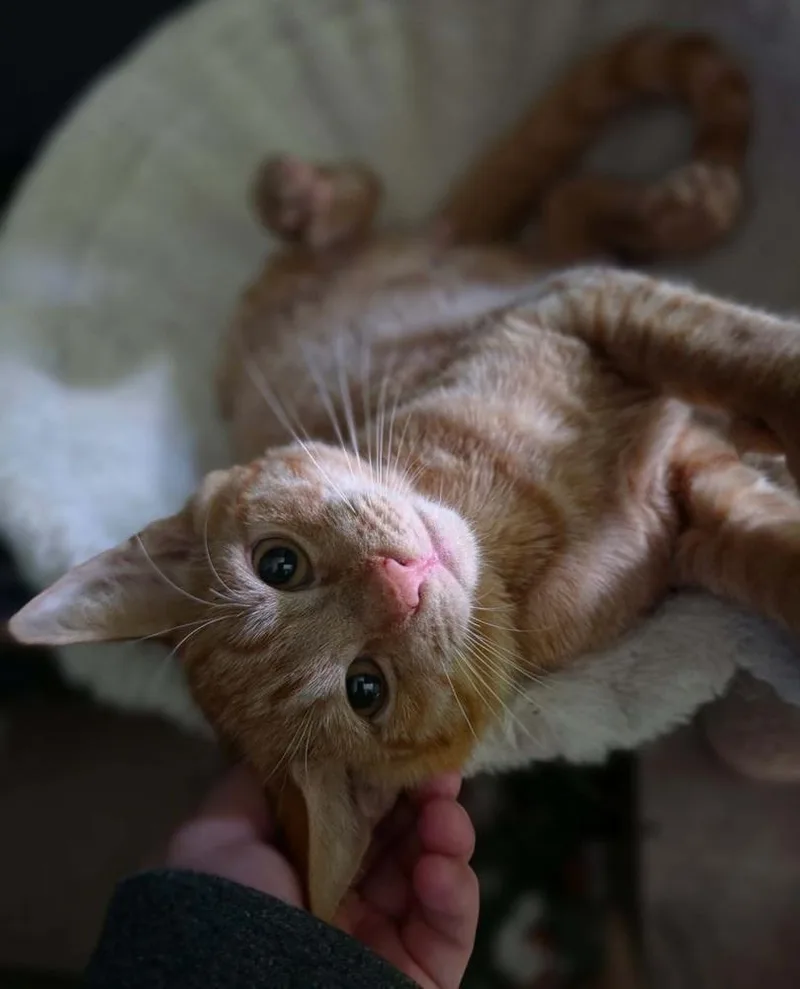 A baby medium-sized male Tabby (Orange / Red) Domestic Short Hair cat named Declan for adoption in Sedalia, CO