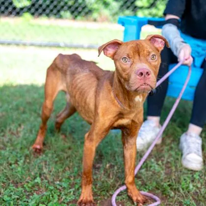 An adult medium-sized male Mixed Breed dog named Pasto for adoption in Chamblee, GA