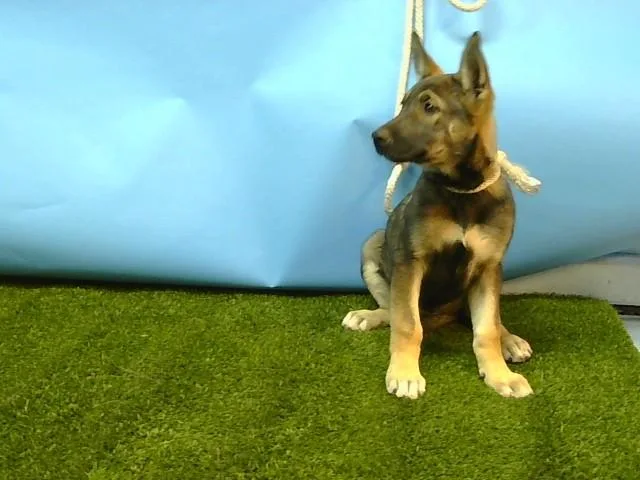 A baby small-sized female German Shepherd Dog dog named Bluey for adoption in Gardena, CA