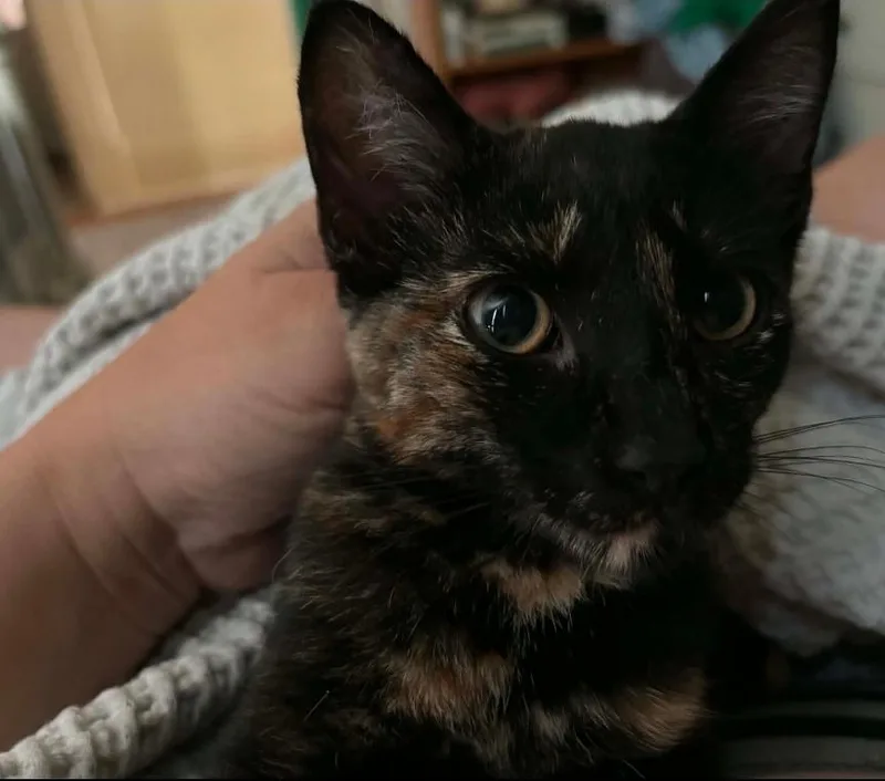A baby medium-sized female Tortoiseshell Domestic Short Hair cat named Pigeon for adoption in Lincoln, NE