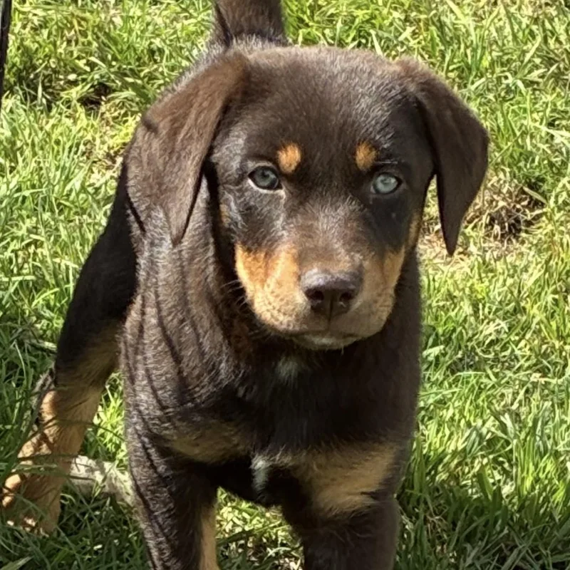 A baby large-sized female Brown / Chocolate Doberman Pinscher dog named Brea for adoption in Pelham, NH