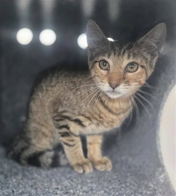 A baby medium-sized female Domestic Short Hair cat named Zola for adoption in Dallas, TX