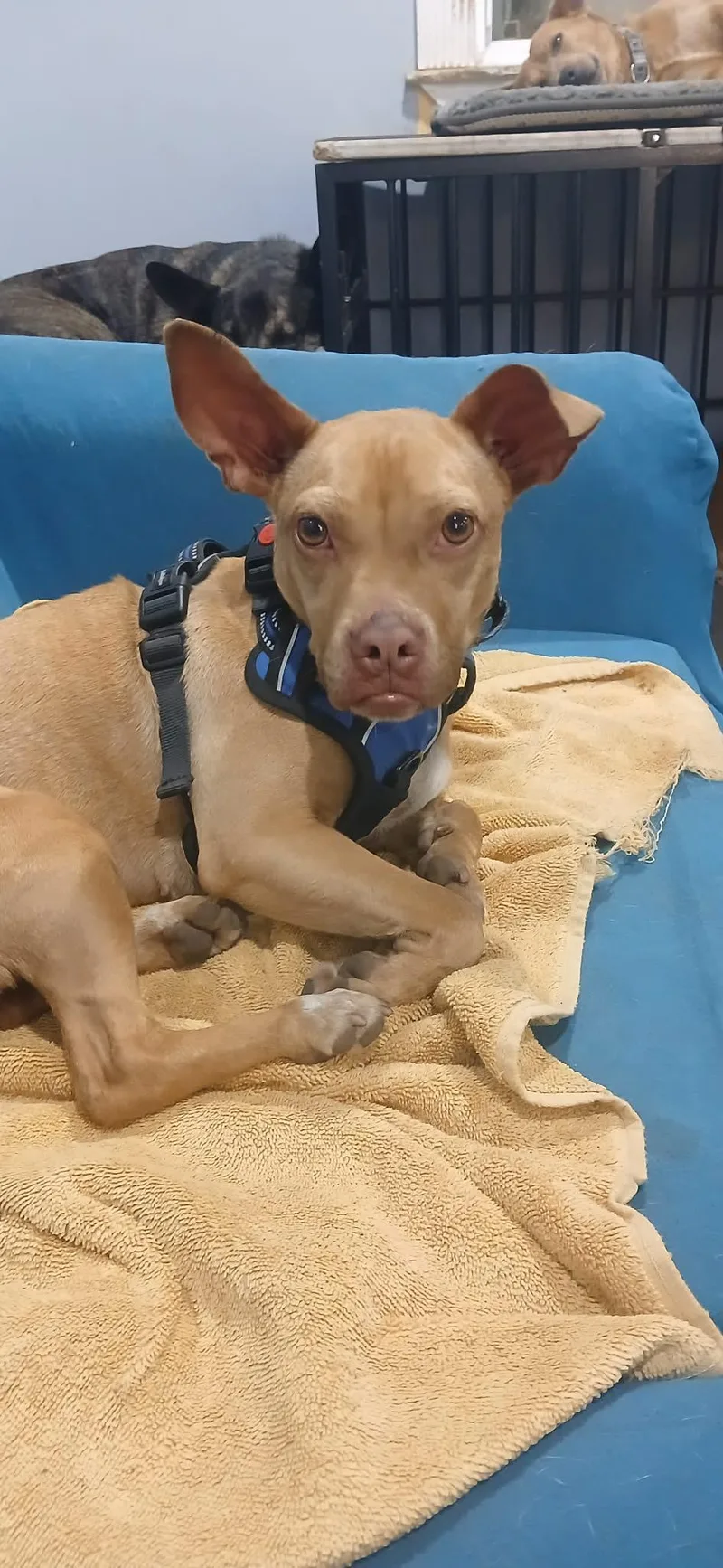 A young small-sized female Terrier dog named Tatum for adoption in Ocean Springs, MS