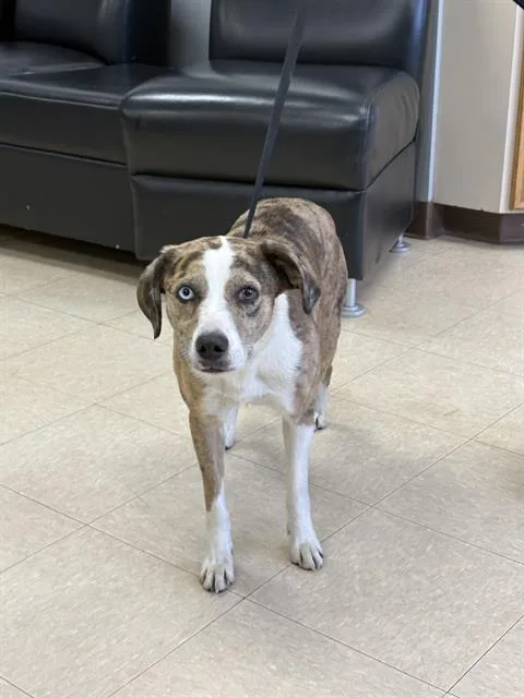 A young medium-sized female Catahoula Leopard Dog dog named Ellie for adoption in Killeen, TX