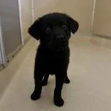 A baby medium-sized female German Shepherd Dog dog named Belle for adoption in Dodgeville, WI