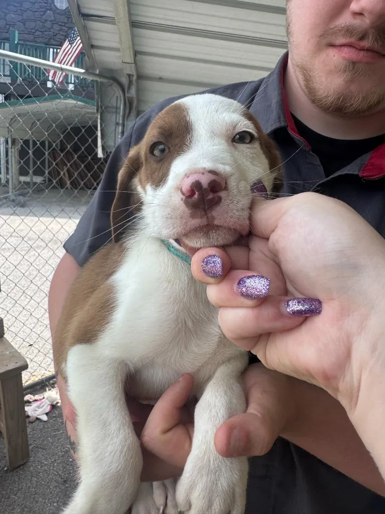 A baby medium-sized male Labrador Retriever dog named Mocha for adoption in Russellville, KY