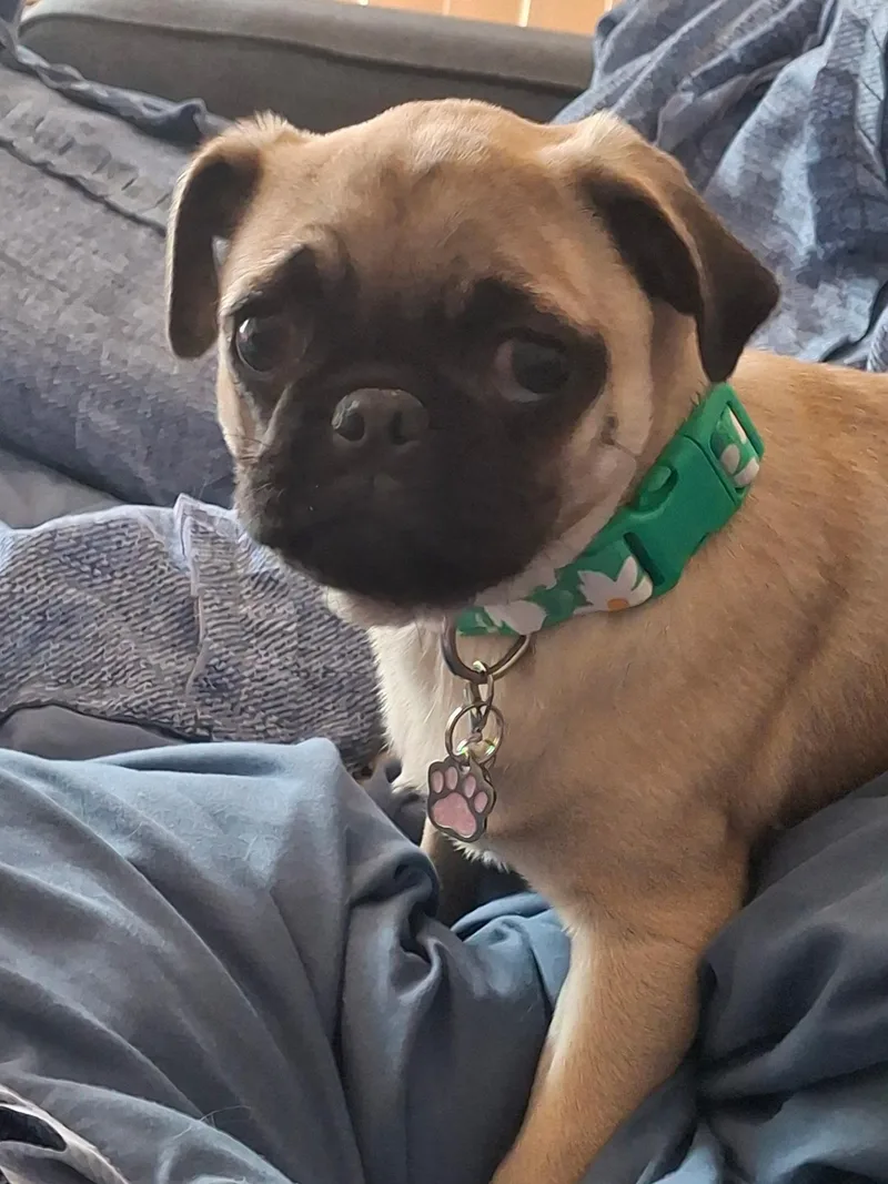 A baby small-sized female Pug dog named Dolly for adoption in Fresno, CA