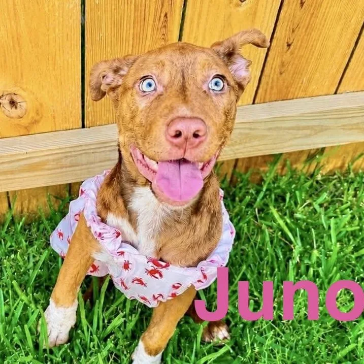 Juno thumbnail 4