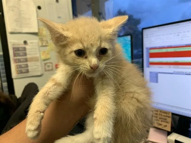 A baby small-sized female Domestic Short Hair cat named Freckles for adoption in Grand Prairie, TX