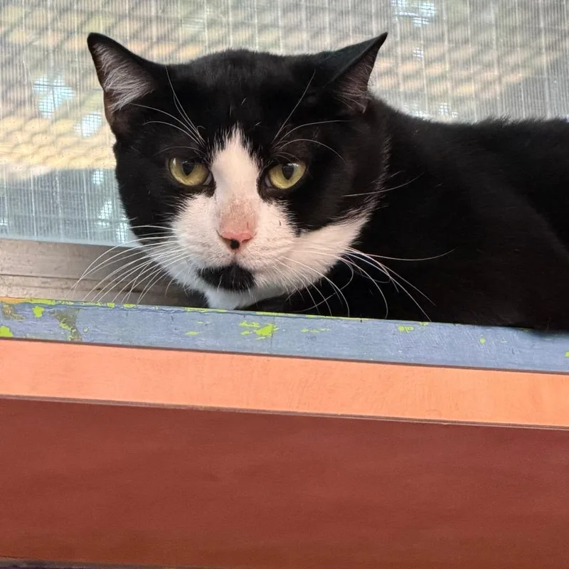 An adult medium-sized male Black Domestic Short Hair cat named Squirrel Queen for adoption in Austin, TX
