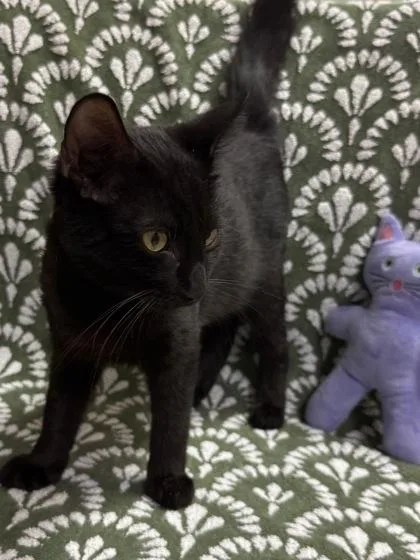 A baby medium-sized male Domestic Short Hair cat named Franky $ for adoption in Seneca, SC