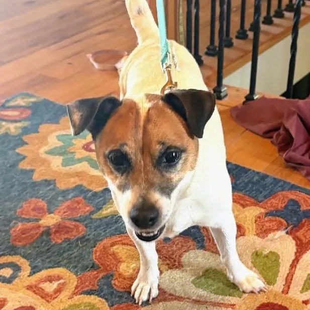 A senior small-sized male Jack Russell Terrier dog named Bohdi for adoption in Scottsburg, IN