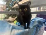 An adult medium-sized female Black Domestic Short Hair cat named Shadow for adoption in Manitowoc, WI