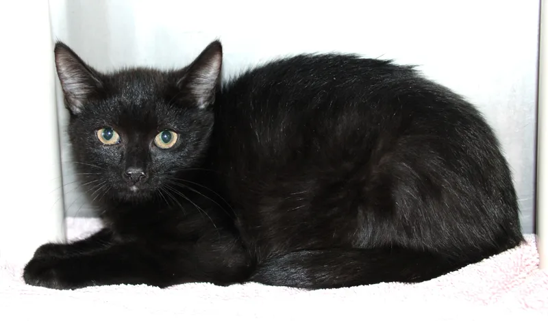 A baby medium-sized female Black Domestic Short Hair cat named Margarite for adoption in Medfield, MA