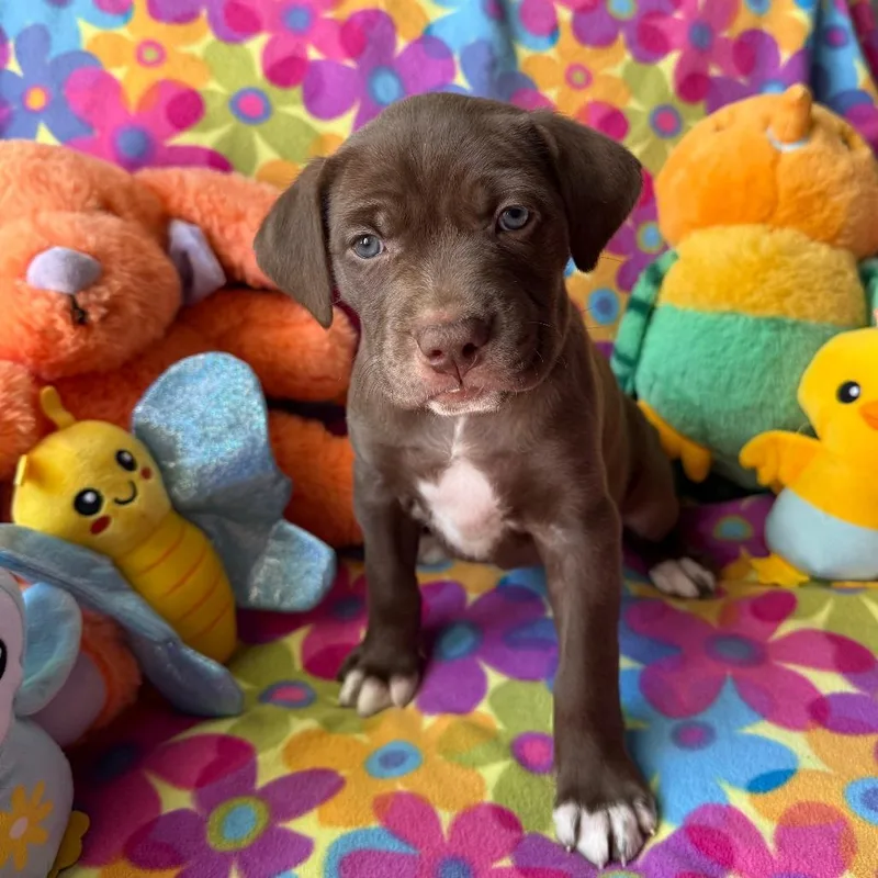 A baby medium-sized female Labrador Retriever dog named Emerson for adoption in Normal, IL