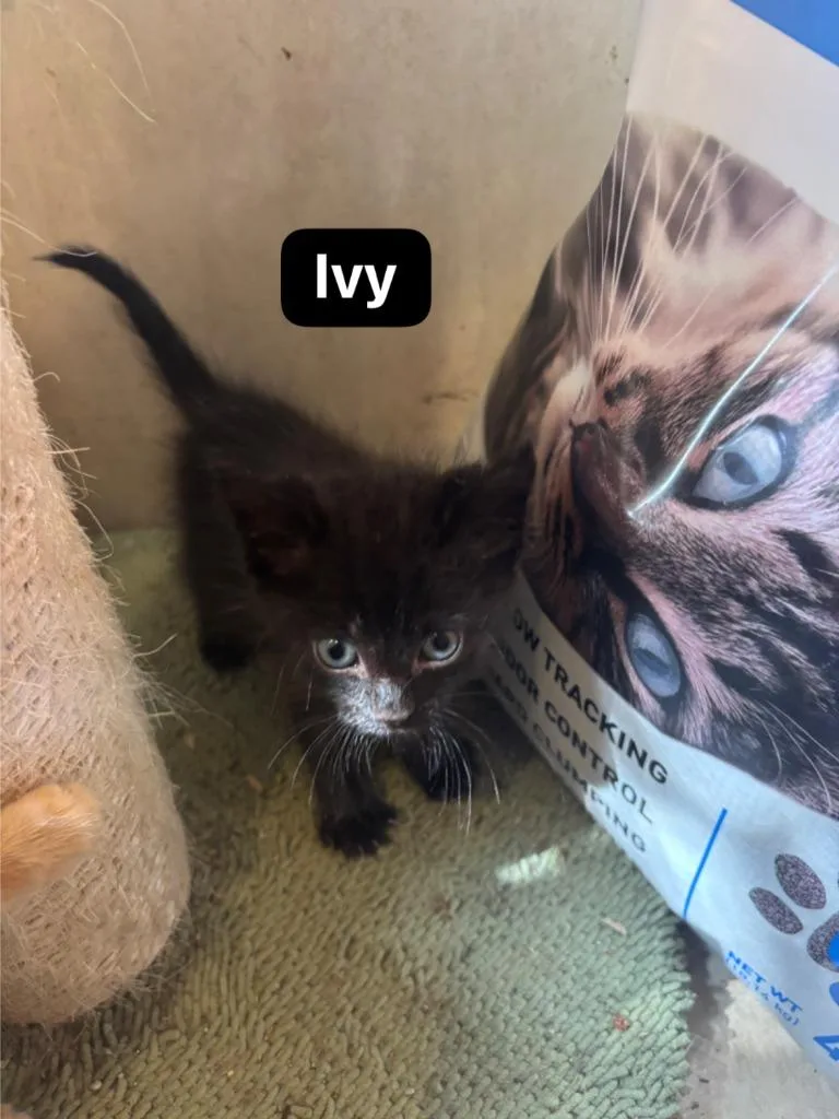 A baby medium-sized female Domestic Short Hair cat named Ivy for adoption in Johnson City, TN