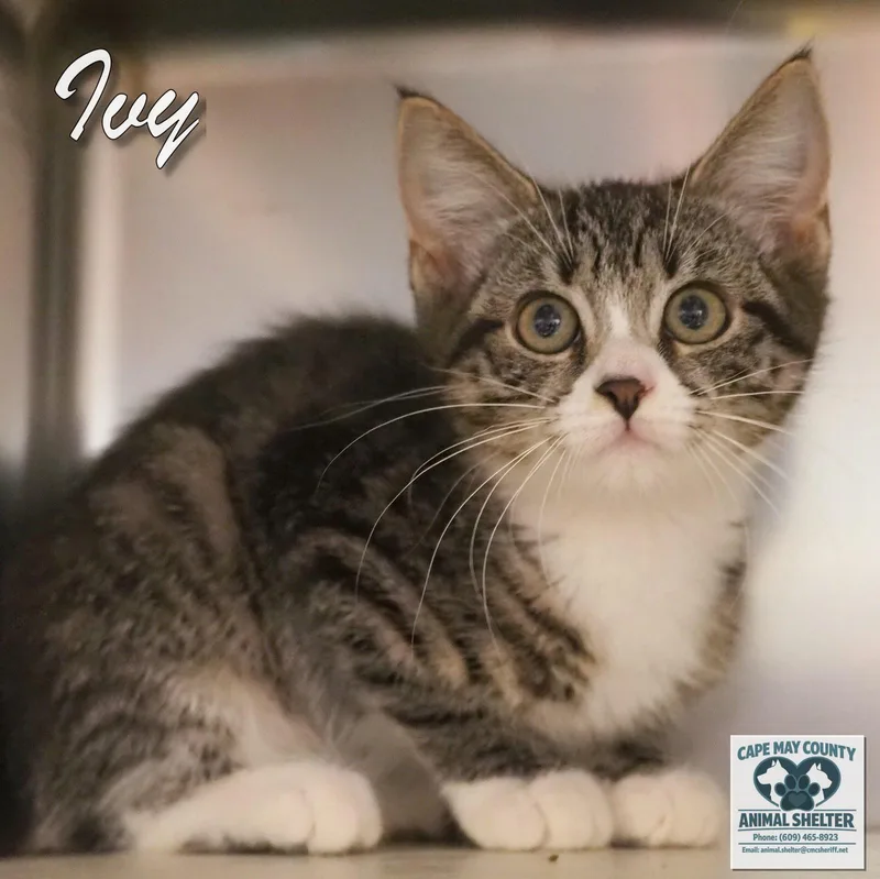 A young medium-sized female Domestic Short Hair cat named Ivy for adoption in Cape May Court House, NJ