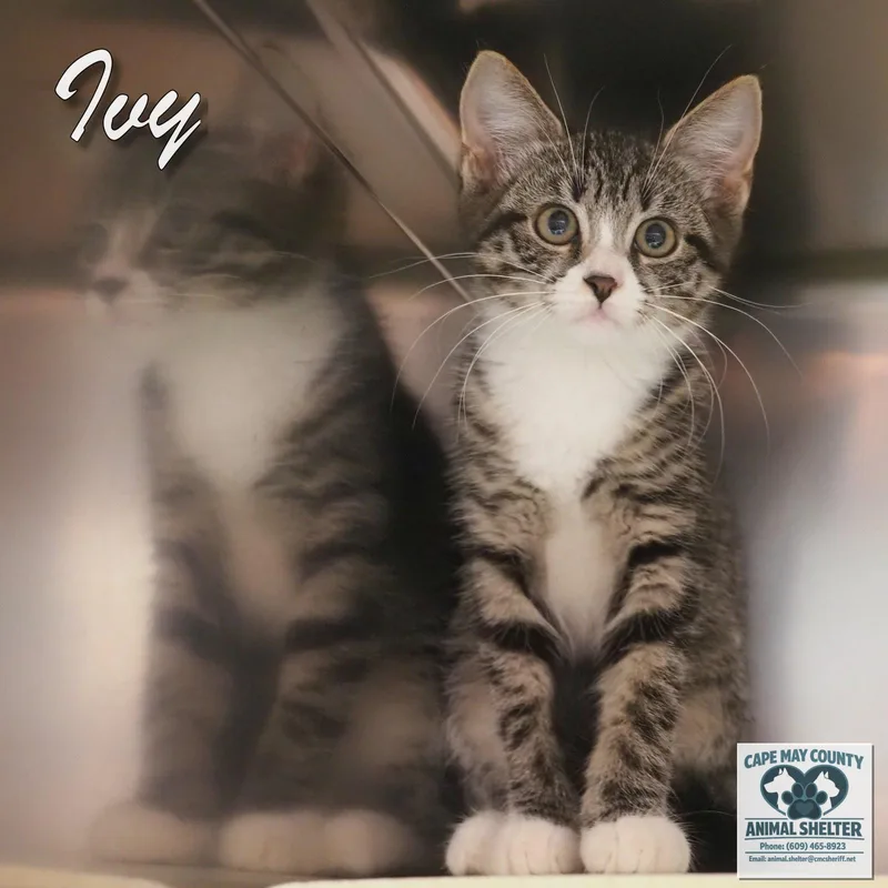 Ivy thumbnail 2