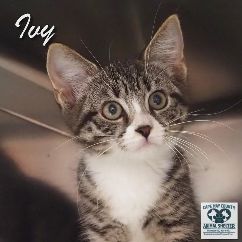 Ivy thumbnail 4