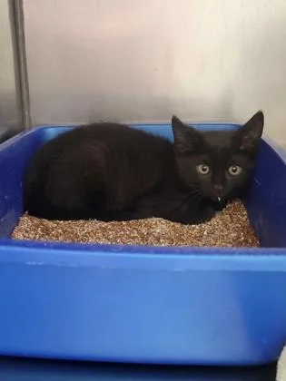 A baby small-sized male Domestic Short Hair cat named Piccolo for adoption in Fishers, IN