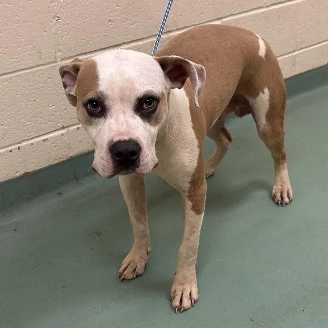 A young medium-sized male Brown / Chocolate Mixed Breed dog named Barry for adoption in Memphis, TN