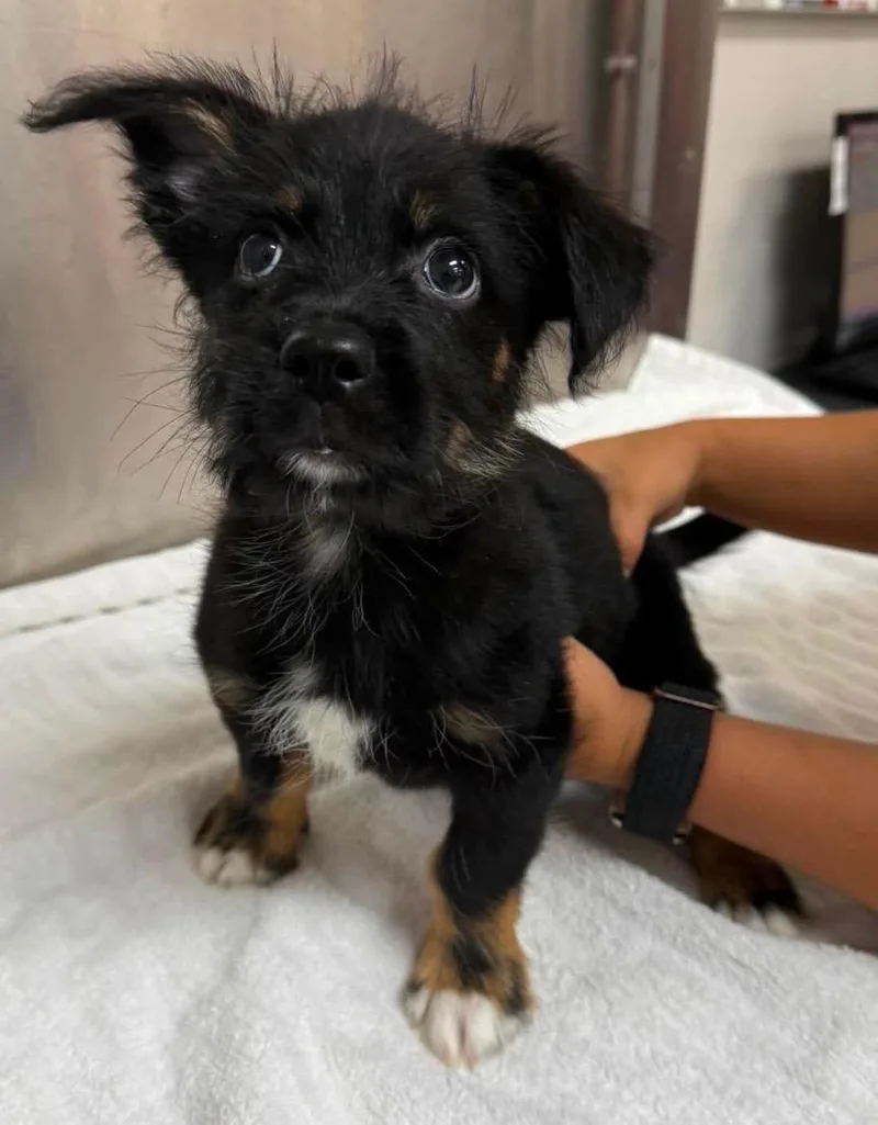 A baby small-sized male Chihuahua dog named Dunlap for adoption in Carmel, NY