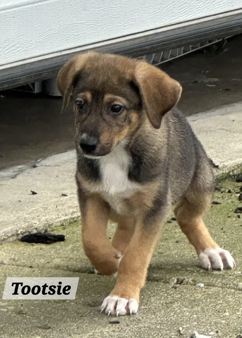 Tootsie