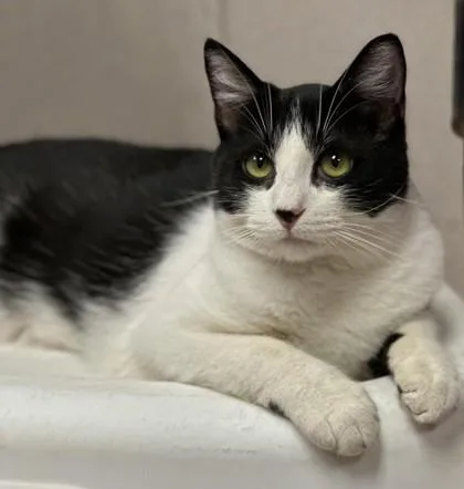 A baby small-sized male Domestic Short Hair cat named Robin for adoption in Visalia, CA