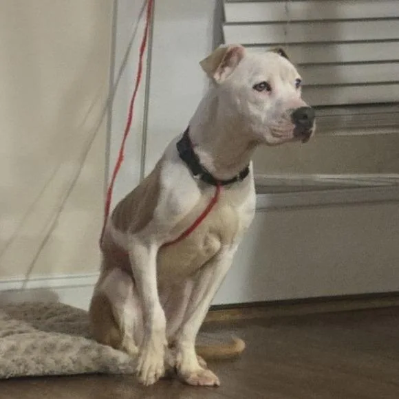 A young medium-sized female White / Cream Pit Bull Terrier dog named Athena for adoption in Greensboro, NC