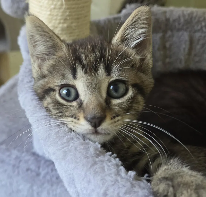 A baby small-sized female Domestic Short Hair cat named Mozzarella for adoption in Pittsboro, NC