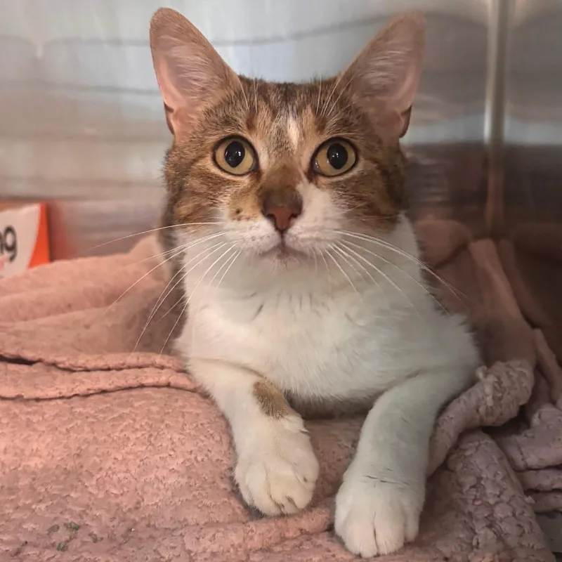 An adult medium-sized female White Domestic Short Hair cat named Honey for adoption in Belleville, IL