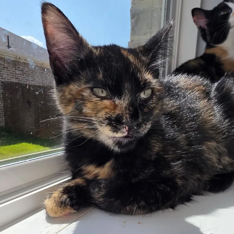 A baby small-sized female Calico Domestic Short Hair cat named Bear for adoption in Denison, TX