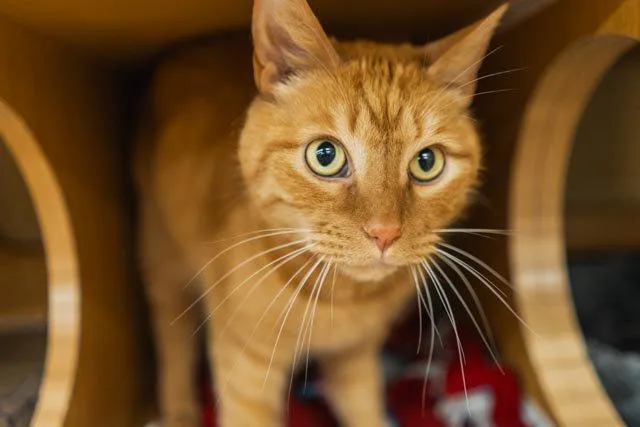 An adult medium-sized male Orange / Red Domestic Short Hair cat named Oscar for adoption in Herndon, VA